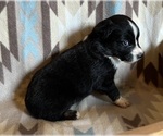 Small #3 Miniature Australian Shepherd