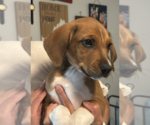 Small Photo #4 Labbe Puppy For Sale in Rockville, MD, USA