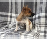 Small Photo #3 Jack Russell Terrier Puppy For Sale in LAKELAND, FL, USA