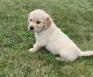 Golden Retriever Puppy for sale in CONGERVILLE, IL, USA