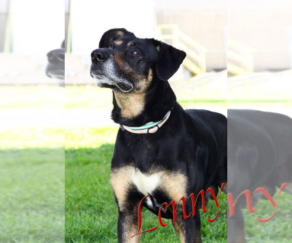 Medium Photo #5 Mutt Puppy For Sale in Evansville, IN, USA