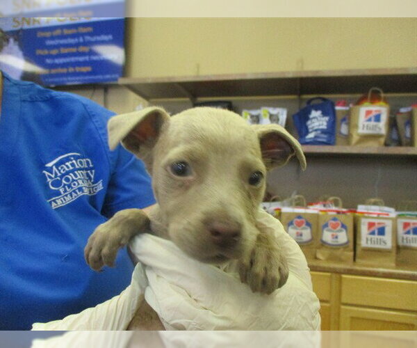 Medium Photo #1 Staffordshire Bull Terrier Puppy For Sale in Ocala, FL, USA