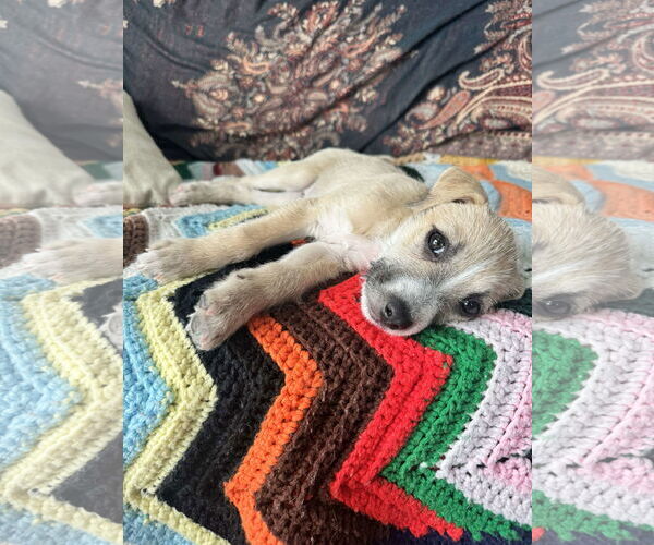 Medium Photo #16 American Staffordshire Terrier-Chinese Shar-Pei Mix Puppy For Sale in Corona, CA, USA