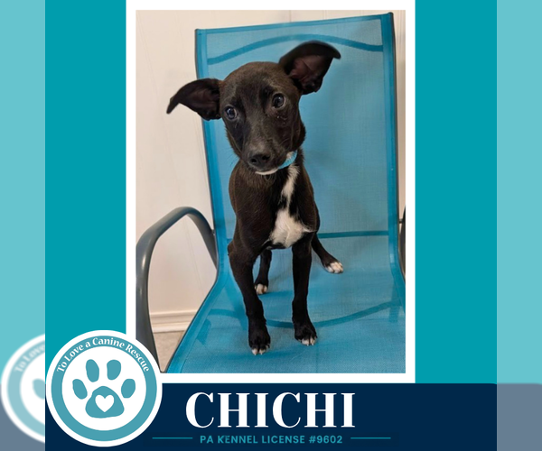 Medium Photo #12 Miniature Pinscher Puppy For Sale in Kimberton, PA, USA