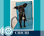 Small #11 Miniature Pinscher