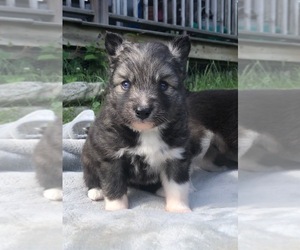 Pomsky Puppy for sale in SAVOY, MA, USA
