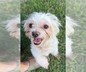 Shih Tzu Dogs for adoption in Tempe , AZ, USA