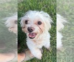 Small Shih Tzu