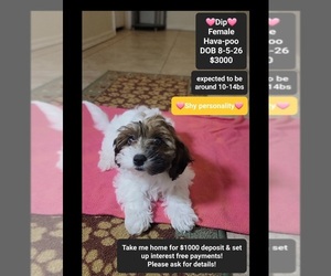 Havapoo Puppy for sale in TUCSON, AZ, USA