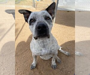 Dalmatian-Staffordshire Bull Terrier Mix Dogs for adoption in Apple Valley, CA, USA