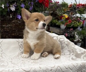 Pembroke Welsh Corgi Puppy for sale in OWEN, WI, USA