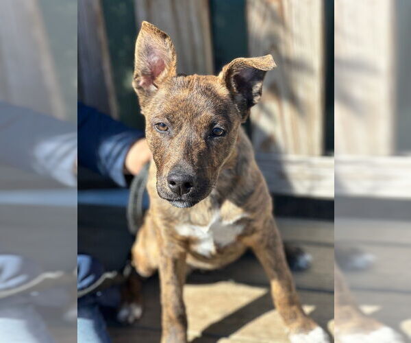 Medium Photo #3 Mutt Puppy For Sale in Elmsford, NY, USA