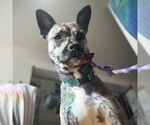 Small #3 Plott Hound Mix