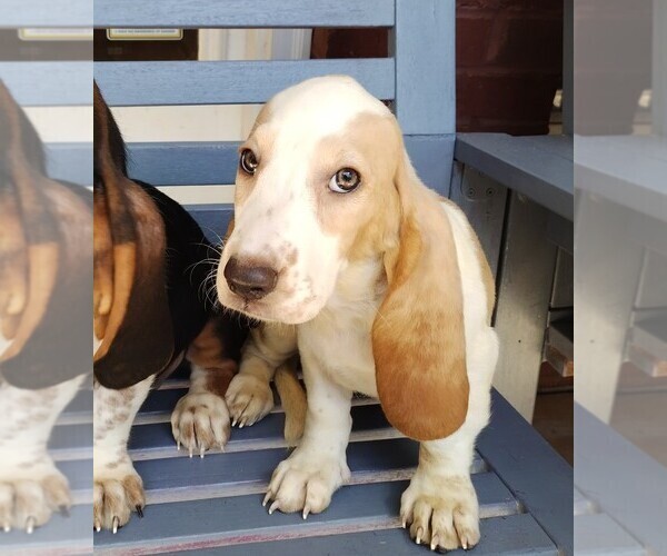 Medium Photo #1 Basset Hound Puppy For Sale in CANTON, GA, USA
