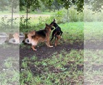 Small Photo #6 Doberman Pinscher Puppy For Sale in Buffalo, MN, USA