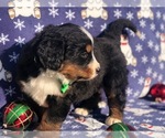 Small Photo #6 Bernese Mountain Dog Puppy For Sale in CLAY, PA, USA