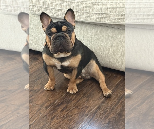 Medium Photo #1 French Bulldog Puppy For Sale in WESLEY CHAPEL, FL, USA
