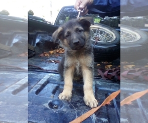 German Shepherd Dog Puppy for sale in JASPER, AR, USA