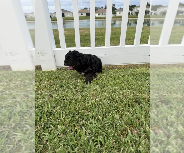Medium Photo #81 Miniature Bernedoodle Puppy For Sale in AUBURNDALE, FL, USA