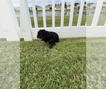 Small Photo #81 Miniature Bernedoodle Puppy For Sale in AUBURNDALE, FL, USA