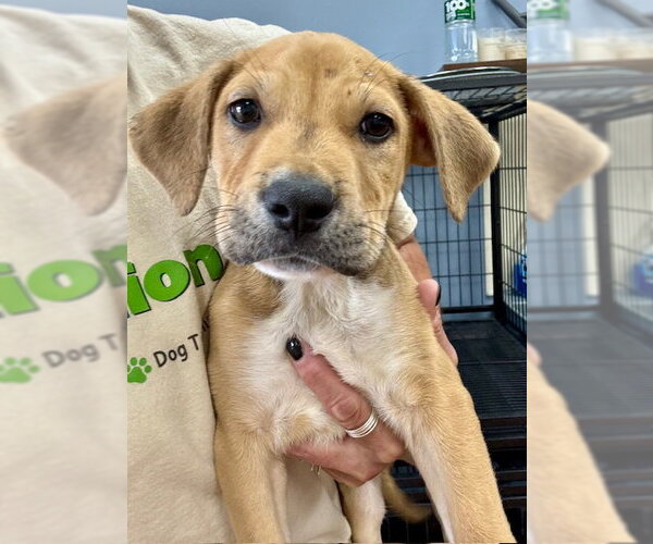 Medium Photo #15 Labrador Retriever-Unknown Mix Puppy For Sale in Jefferson, NJ, USA