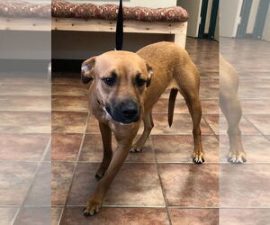 Labrador Retriever-Unknown Mix Dogs for adoption in Amarillo, TX, USA