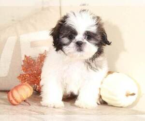 Shih Tzu Puppy for sale in MOUNT VERNON, OH, USA