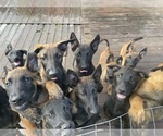 Small Photo #2 Belgian Malinois-Dutch Shepherd Dog Mix Puppy For Sale in PALATKA, FL, USA