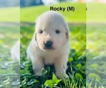 Puppy Rocky Great Pyrenees