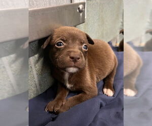 Labrador Retriever Dogs for adoption in Baytown, TX, USA