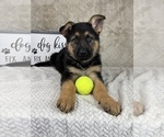 Small #1 German Shepherd Dog
