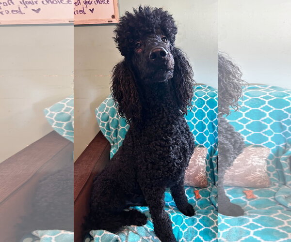 Medium Photo #8 Poodle (Standard) Puppy For Sale in Pacolet, SC, USA