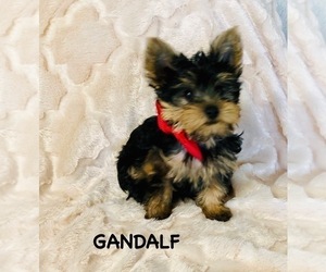 Yorkshire Terrier Puppy for sale in ANTRIM, NH, USA