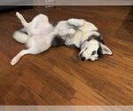 Small #3 Siberian Husky