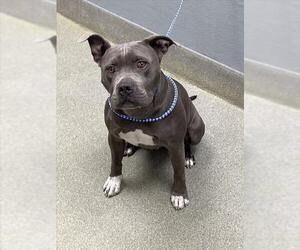 Mutt Dogs for adoption in Las Vegas, NV, USA