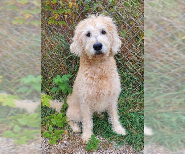 Medium Photo #1 Labrador Retriever Puppy For Sale in Lake City, MI, USA