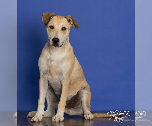 Medium Photo #3 Labsky Puppy For Sale in Claremore, OK, USA