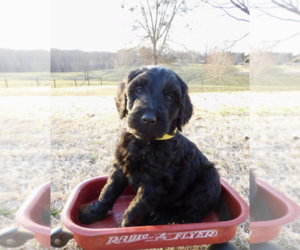 Goldendoodle Puppy for sale in GAINESVILLE, GA, USA