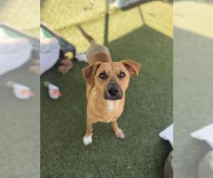 Labrador Retriever-Unknown Mix Dogs for adoption in Chula Vista, CA, USA
