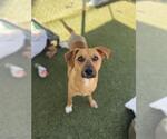CARMELO - Male Labrador Retriever-Unknown Mix Dog for Adoption - Small photo