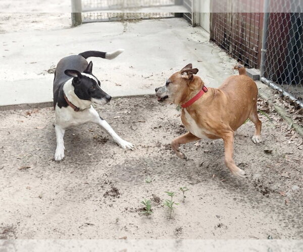 Medium Photo #3 Border Collie-Unknown Mix Puppy For Sale in Camden, SC, USA