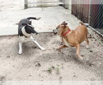Small #2 Border Collie Mix