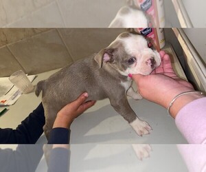 Boston Terrier Puppy for sale in BRODHEAD, WI, USA