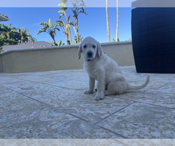 Medium Photo #58 Labradoodle Puppy For Sale in FORT LAUDERDALE, FL, USA