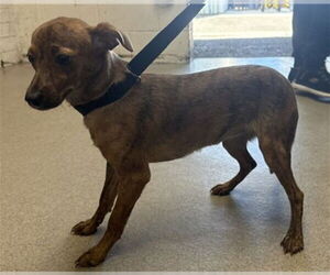 Chihuahua-Unknown Mix Dogs for adoption in San Bernardino, CA, USA