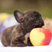 Small Photo #1 French Bulldog Puppy For Sale in FORT PIERCE, FL, USA