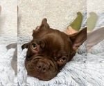 Small Photo #6 French Bulldog Puppy For Sale in GREENVILLE, TX, USA