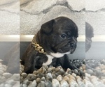 Small #34 French Bulldog