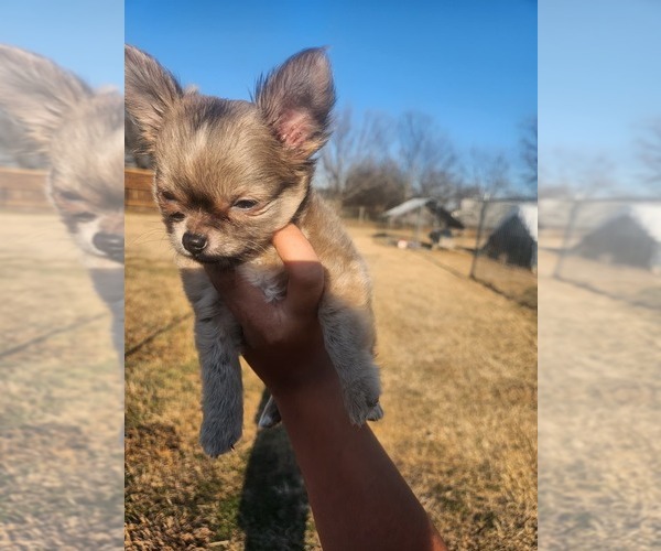 Medium Photo #10 Chihuahua Puppy For Sale in BURLESON, TX, USA