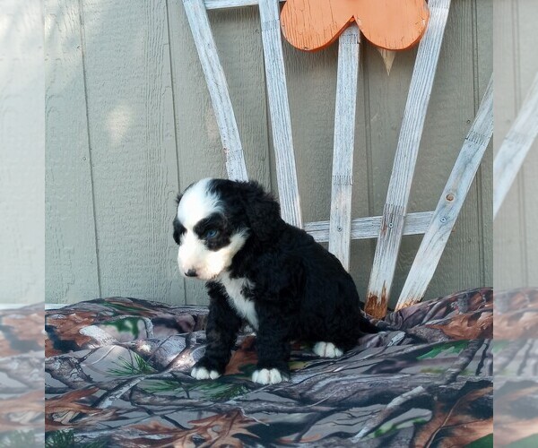 Medium Photo #1 Aussiedoodle Puppy For Sale in CANAJOHARIE, NY, USA